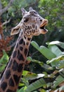 Giraffe Royalty Free Stock Photo