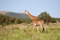 Giraffe Royalty Free Stock Photo