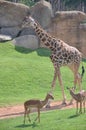 Giraffe