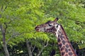 Giraffe Royalty Free Stock Photo