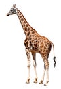 Giraffe Royalty Free Stock Photo