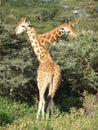 Giraffe Royalty Free Stock Photo