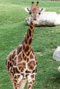 Giraffe