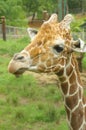 Giraffe Royalty Free Stock Photo