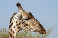 Giraffe Royalty Free Stock Photo