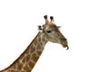 Giraffe.