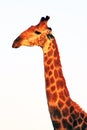 Giraffe Royalty Free Stock Photo
