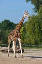 Giraffe Royalty Free Stock Photo