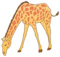 Giraffe Royalty Free Stock Photo