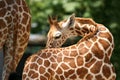Giraffe Royalty Free Stock Photo
