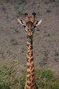 Giraffe Royalty Free Stock Photo