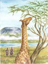 Giraffe, aborigines and Kilimangaro