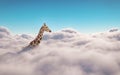 Giraffe above clouds