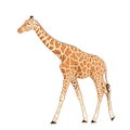 Giraffe adult animal realistic detailed drawing
