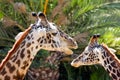 Giraffe Adult and Juvenile Headshot