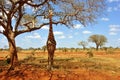 Giraffe Africa Royalty Free Stock Photo