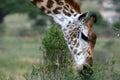 Giraffe - Africa