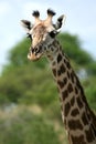 Giraffe - Africa