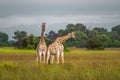 Thornicroft Girafe sanding in the bushveld in South Luangwa National Park, Zambia, Southern AfricaBotsNamibia Masi maraGiraffa Royalty Free Stock Photo