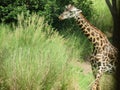 Giraffe Africa disney wild tour