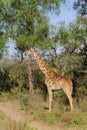 Giraffe in Africa Royalty Free Stock Photo