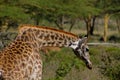 Giraffe in Africa