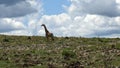 Giraffe africa rocks mountain green clouds blue sky