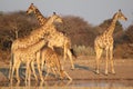 Giraffe - Africa's Golden Patterns 2 Royalty Free Stock Photo