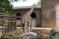 Giraffe, Africa 2018. Summer time. The Animal of Africa