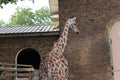 Giraffe, Africa 2018. Summer time. The Animal of Africa