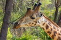 Giraffe in Africa wildlife, jiraffe portrait