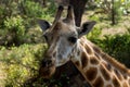 Giraffe in Africa wildlife, jiraffe portrait