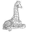 Giraffe African animal. Black and white line vector Royalty Free Stock Photo