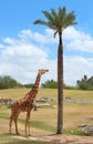 Giraffe Royalty Free Stock Photo