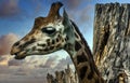 Giraffe - African artiodactyl mammal, the tallest living terrestrial animal and the largest ruminant