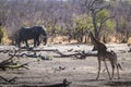 Giraffe and African bush elephant in Kruger National park