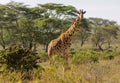 Giraffe in African bush forest