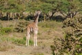 Giraffe in African bush forest Royalty Free Stock Photo