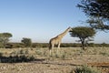 Giraffe in African bush-veld landscape with acacia tree under blue sky at Okonjima Nature Reserve, Namibia