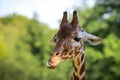 The Giraffe, an African cloven-hoofed mammal, is an animal with brown spots. Portrait of a giraffe, the head on a long neck Royalty Free Stock Photo