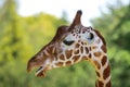 The Giraffe, an African cloven-hoofed mammal, is an animal with brown spots. Portrait of a giraffe, the head on a long neck Royalty Free Stock Photo