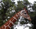 Giraffe Royalty Free Stock Photo