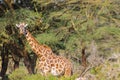 Giraffe in African forest