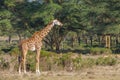 Giraffe in African forest Royalty Free Stock Photo