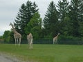 Giraffe in African Lion Safari