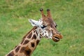 Giraffe african mammal