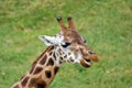 Giraffe african mammal