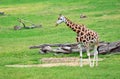 Giraffe african mammal