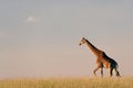 Giraffe on African plains