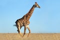 Giraffe on African plains